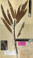 Lectotype of Mangifera macrocarpa Blume [family ANACARDIACEAE]