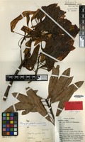 Isotype of Mangifera pseudoindica Kosterm. [family ANACARDIACEAE]