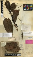 Isolectotype of Mangifera rigida Blume [family ANACARDIACEAE]