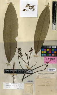 Lectotype of Semecarpus caesia Blume [family ANACARDIACEAE]