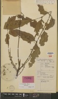 Lectotype of Aglaia lepidopetala Harms [family MELIACEAE]