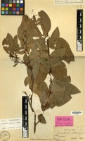 Type of Cynometra neocaledonica Guillaumin [family LEGUMINOSAE-CAES.]