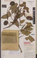 Holotype of Sympetalandra schmutzii Steenis [family LEGUMINOSAE-CAES.]