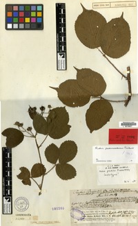 Lectotype of Rubus patulus Foerster [family ROSACEAE]