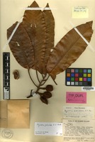 Type of Myristica petiolata A.C.Sm. [family MYRISTICACEAE]