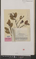 Holotype of Nothofagus resinosa Steenis [family FAGACEAE]