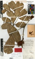 Isotype of Maniltoa basifoliola Verdc. [family LEGUMINOSAE-CAES.]