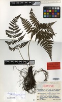 Isotype of Cornopteris tashiroi Tagawa [family PTERIDOPHYTA]