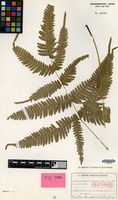Isotype of Pteris natiensis Tagawa [family PTERIDOPHYTA]