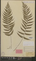 Syntype of Asplenium wichurae Mett. [family PTERIDOPHYTA]
