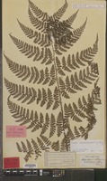 Syntype of Aspidium maximowiczianum Miq. [family DRYOPTERIDACEAE]