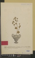 Syntype of Cochlearia officinalis L. [family CRUCIFERAE]