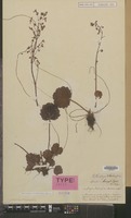 Lectotype of Saxifraga stolonifera Meerb. [family SAXIFRAGACEAE]