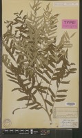 Type of Angiopteris lygodiifolia Rosenst. [family PTERIDOPHYTA]
