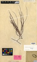 Lectotype of Lycopodium casuarinoides Spring [family PTERIDOPHYTA]