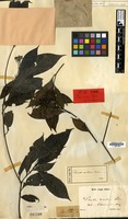Holotype of Pavetta montana Reinw. ex Blume var. borneensis Korth. ex Miq. [family RUBIACEAE]