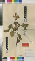 Isotype of Vangueria infausta Burch. [family RUBIACEAE]