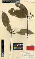 Isotype of Ixora ulei K.Krause [family RUBIACEAE]
