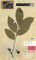 Isotype of Harpullia weinlandii K.Schum. [family SAPINDACEAE]