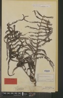 Type of Polypodium glaucum Thunb. [family PTERIDOPHYTA]