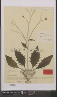 Type? of Hieracium murorum L. [family COMPOSITAE]