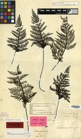 Syntype of Trichomanes obscurum Blume [family PTERIDOPHYTA]