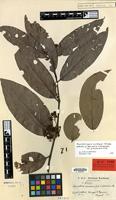 Isotype of Banisteria cinerascens (Benth.) Griseb. var. glabrescens Nied. [family MALPIGHIACEAE]