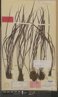 Syntype of Vittaria japonica Miq. [family PTERIDOPHYTA]