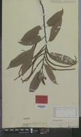 Lectotype of Castanea crenata Siebold & Zucc. [family FAGACEAE]