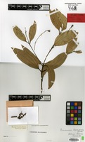 Isotype of Cinnamomum walaiwarense Kosterm. [family LAURACEAE]