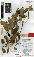 Paratype of Barringtonia sarawakensis Chantar. [family LECYTHIDACEAE]