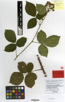 Isotype of Rubus pugiunculosus Matzk. [family ROSACEAE]