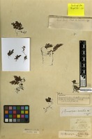 Isotype of Leptocionium barbatum Bosch [family PTERIDOPHYTA]