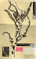 Type of Trichomanes auriculatum Blume [family PTERIDOPHYTA]