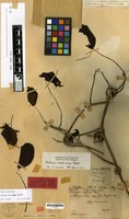 Lectotype of Dalbergia pseudo-sissoo Miq. [family LEGUMINOSAE-PAP.]