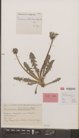 Holotype of Taraxacum multicolorans Hagend., Soest & Zevenb. [family COMPOSITAE]