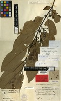 Type of Stylocoryna orophila Miq. [family RUBIACEAE]