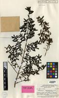 Type of Coprosma habbemensis Merr. & L.M.Perry [family RUBIACEAE]