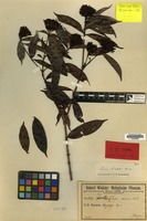 Isotype of Ixora winkleri Bremek. [family RUBIACEAE]