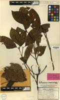 Isotype of Sarcocephalus officinalis Pierre ex Pit. [family RUBIACEAE]