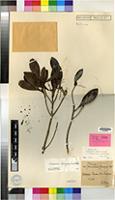 Holotype of Breonia decaryana Homolle [family RUBIACEAE]