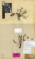 Isotype of Taraxacum pollichii Soest [family COMPOSITAE]