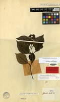 Isotype of Ecdysanthera schrieckii Van Heurck & Müll.Arg. [family APOCYNACEAE]