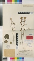 Isotype of Sebaea oldenlandioides S.Moore [family GENTIANACEAE]