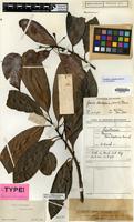 Type of Payena boerlageana Burck [family SAPOTACEAE]