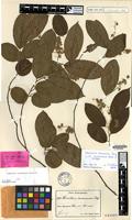 Isotype of Homalium trichocladum Blake [family FLACOURTIACEAE]