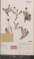 Holotype of Taraxacum beeftinkii Hagend., Soest & Zevenb. [family COMPOSITAE]
