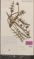 Holotype of Taraxacum kernianum Hagend., Soest & Zevenb. [family COMPOSITAE]