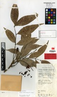 Holotype of Arytera novaebrittanniae H.Turner [family SAPINDACEAE]