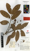Isotype of Jagera discolor L.S.Sm. ex S.T.Reynolds [family SAPINDACEAE]